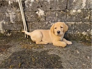 Labrador-Retriever-Welpe