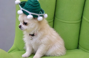      Liebevolle Chihuahua-Welpen suchen ihr Für-Immer-Zuhause     