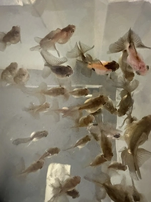 Goldfisch Babys - Teleskopauge Butterfly Tail Nachzucht 