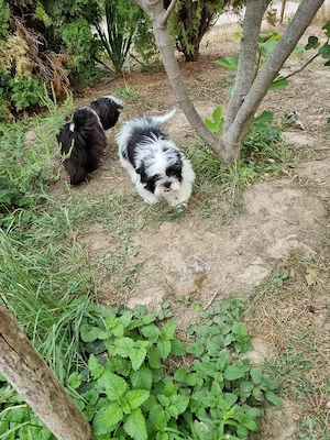 süsse Shihtzu
