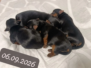 Yorkshire Terrier Welpen