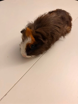Meerschweinchen