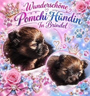 1 Wunderschöne Pomchi Hündin!