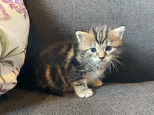 heilige Birma Kitten Katzen Kätzchen Babys 