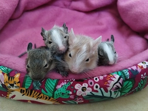  4 super niedliche Degu Kids,Mädels: Agouti,-Schecke,Sandschecke suchen ihren Lieblingsmenschen!
