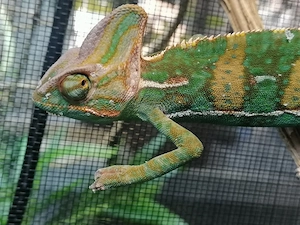 Jemenchamäleon Chamaeleo Calyptratus Jungtier