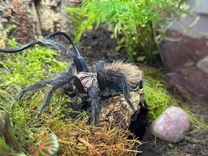Xenesthis sp. Blue 1.1 Vogelspinnen Pärchen Vogelspinne 
