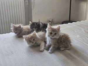 Main Coon Mix Baby