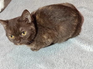 2 Reinrassige BKH Kitten Mädchen 