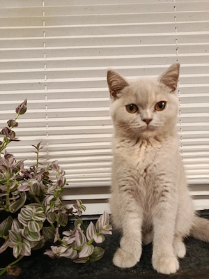 Reinrassige BKH Kitten Mädchen 