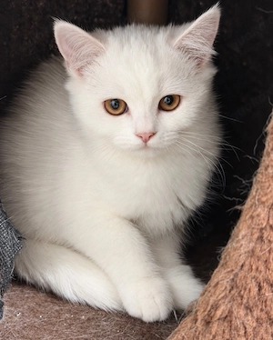 Wunderschöne weiße BKH-Perser-Mix Kitten 15.Woche  