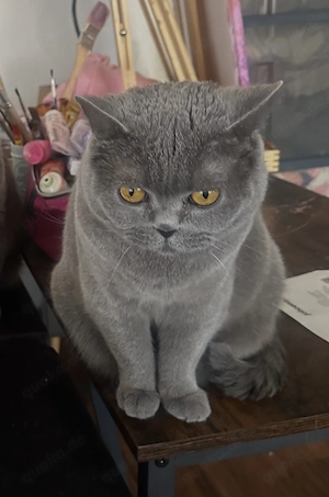BKH Katze abzugeben 