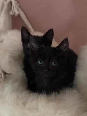 Russisch Blau Mix Kitten abzugeben