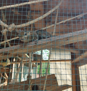 Chinesische Baumstreifenhörnchen