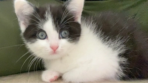kleine niedliche kitten
