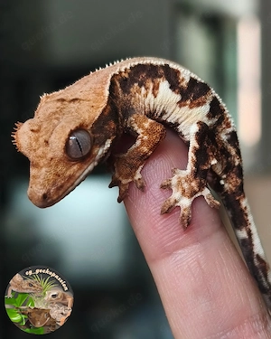 Kronengecko Lilly White poss. 0.1 NPV! 