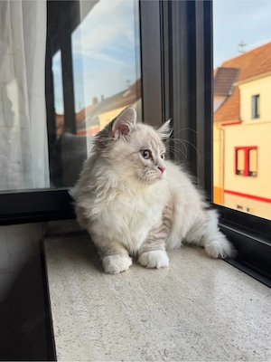 katzen Kater 