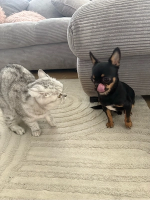 Chihuahua-Deckrüde  Armani  sucht passende Damen