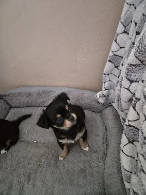Chihuahua 