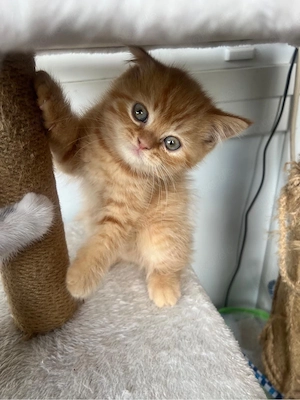 BLH katzen babys