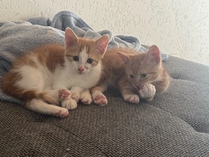 2 Kater abzugeben ekh 