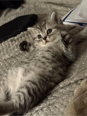 BKH Kitten reinrassig