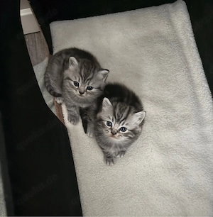 BKH Kitten reinrassig