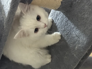 4 Monate alte Männchen und Weibchen + Papa 