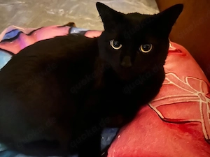 2 Kater jung ind verspielt 