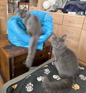 noch 2 verschmuste Maine Coon Mädchen