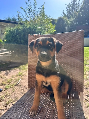 süße Jack Russel Mischling Hündin 