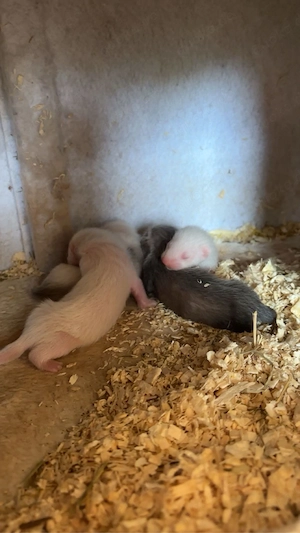 frettchen welpen 
