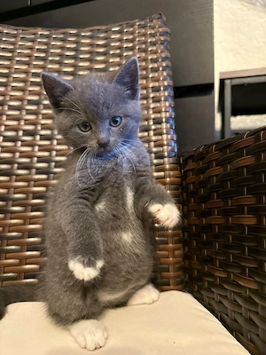 Süsses Kitten sucht neues Zuhause 