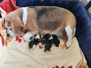 Beaglewelpen mit Papieren 