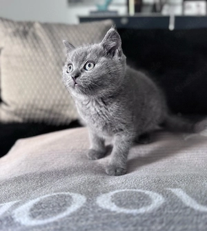 3 Jungs reinrassige Britisch Kurzhaar Kätzchen Kitten BKH Abgabebereit