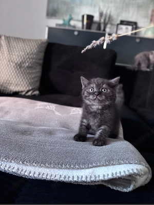 reinrassige Britisch Kurzhaar Kätzchen Kitten BKH Abgabebereit