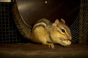 Streifenhörnchen 1 Männchen + 3 Weibchen  Amerikanische Backenhörnchen 
