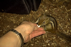 Streifenhörnchen  Amerikanische Backenhörnchen