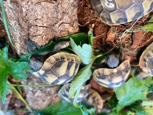 Griechische Landschildkröten Babys 2024