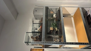 Verschiedene Vogelspinnen