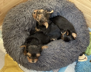  Zwei zauberhafte Yorkshire-Terrier-Welpen suchen ihr Zuhause   