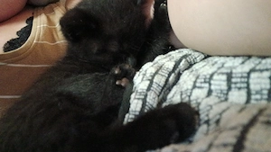 Babykatze Weibchen 