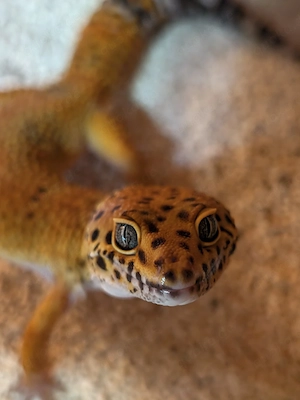 Eublepharis macularius - Leopardgecko 1.0