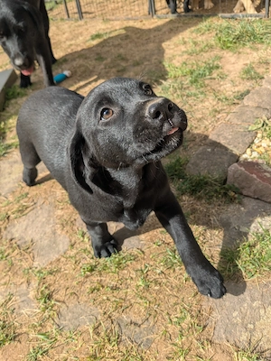 Zwei bezaubernde Labrador-Mädchen suchen ihr Zuhause 
