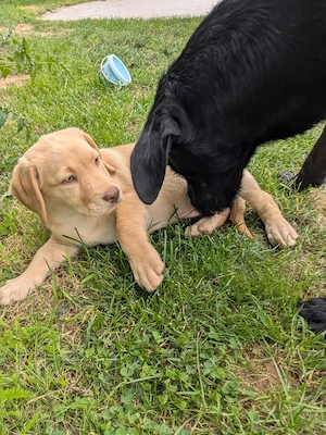 Drei bezaubernde Labrador-Mädchen suchen ihr Zuhause 