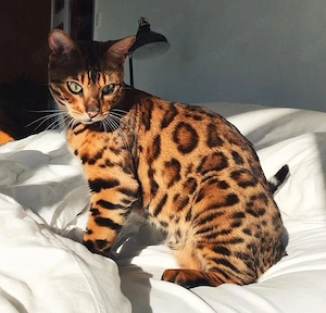 Pengale-Katze