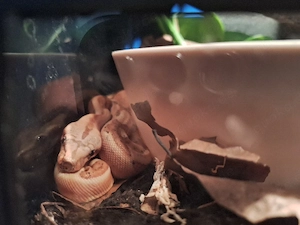 0.1 Boa imperator Hypo