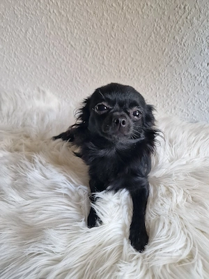 Chiuhuahua Hündin Mini Reinrassig Langhaar 11 Monate 