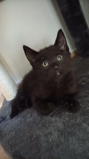 Süßer Kater sucht Zuhause 