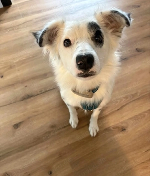 Hübscher Charlie sucht liebevolle Hundekenner